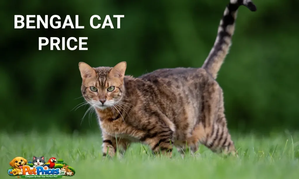 Bengal Cat Price in India