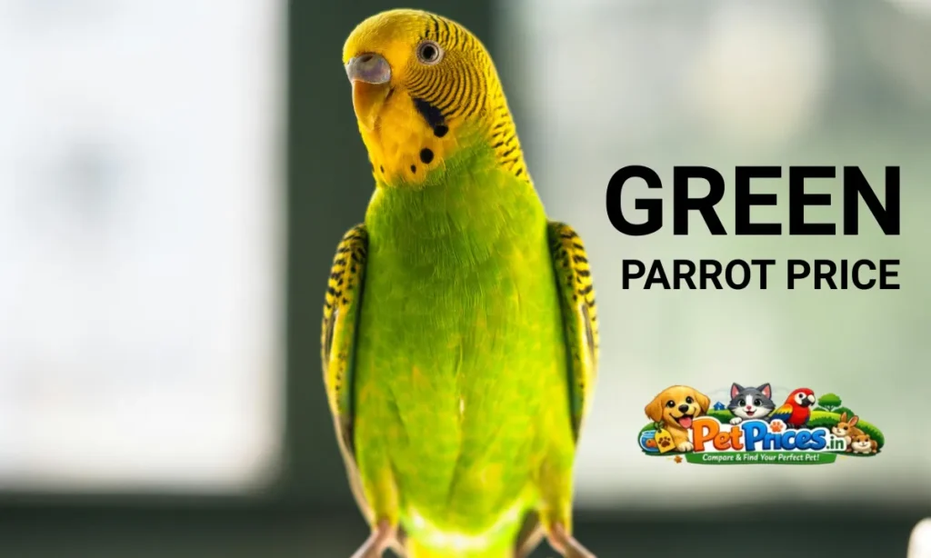 Green Parrot Price