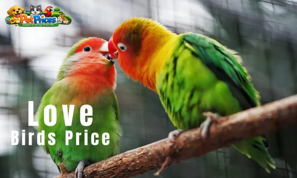 Love Birds Price