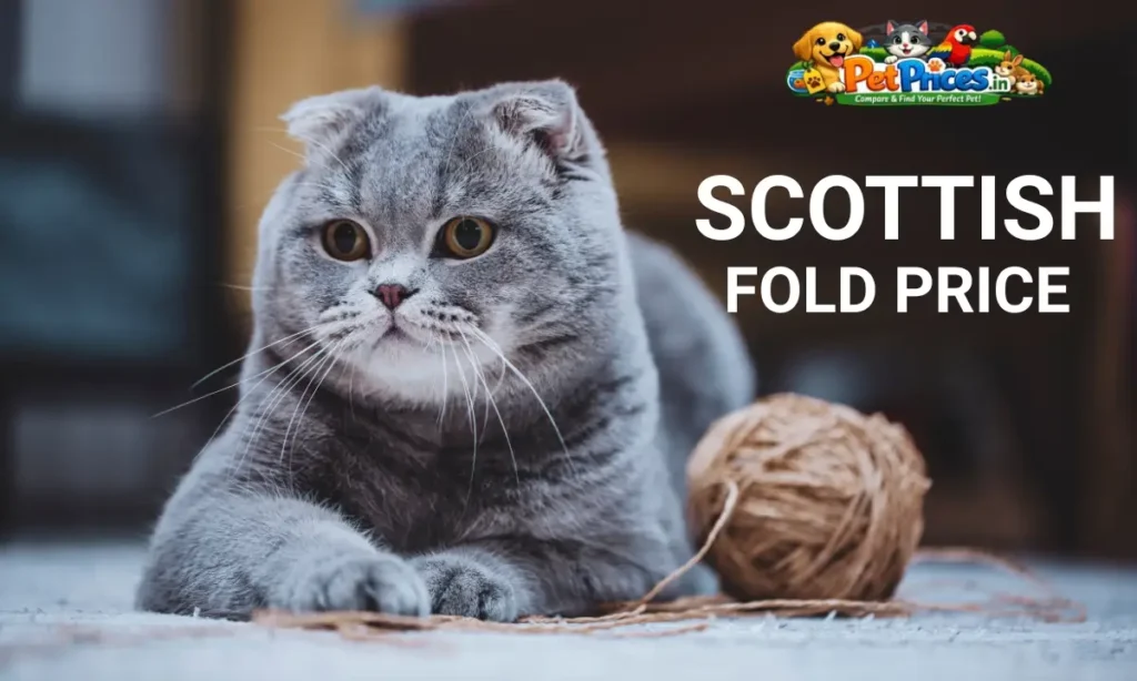 Scottish Fold Price in India