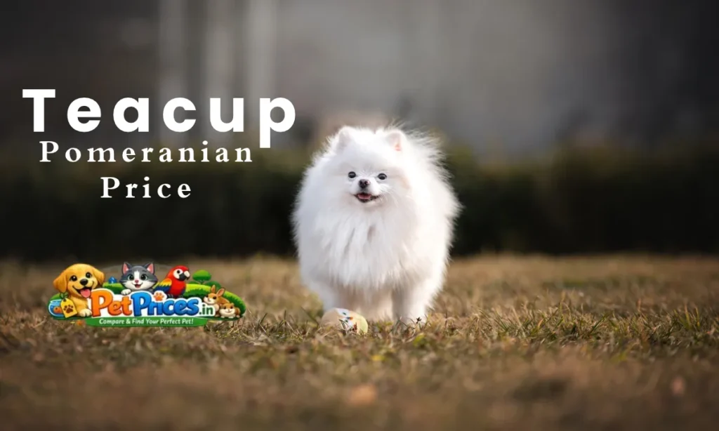 Teacup Pomeranian Price in India